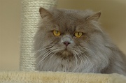 BRITISH LONGHAIR 003